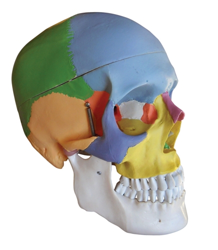 colored classic skull model